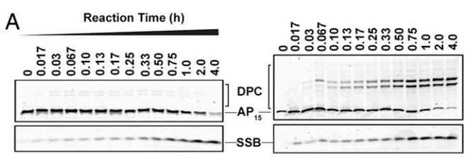 Representative denaturing PAGE analysis of reactions of TFAM with AP15.jpg